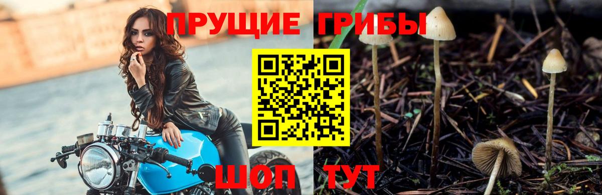 Рославль  Псилоцибиновые грибы Cubensis  Вход с VPN 